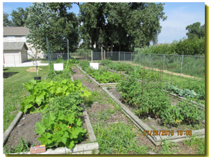 garden1